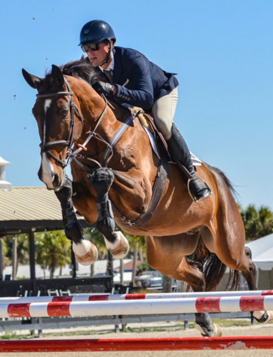 hunter jumper show barn