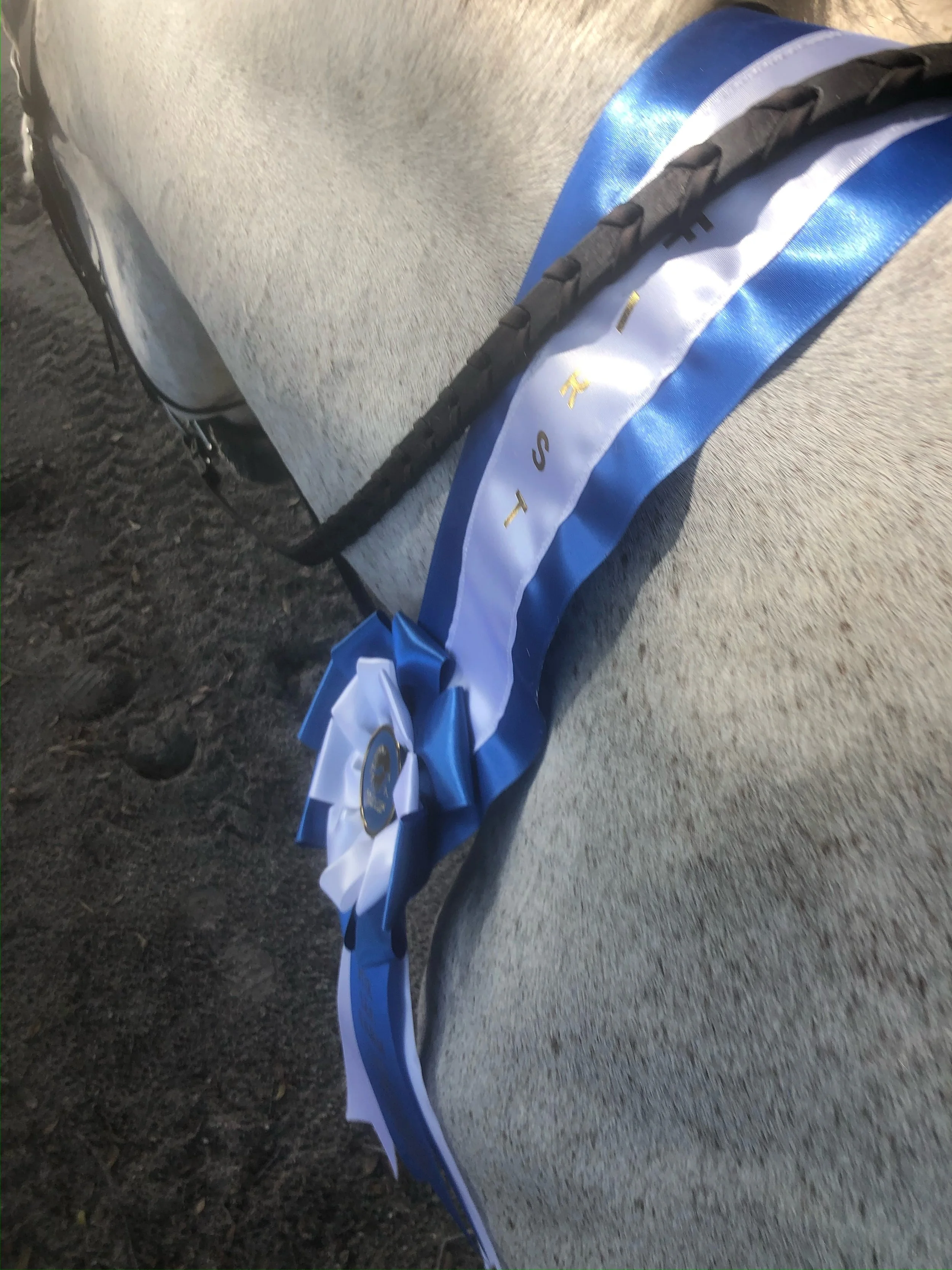 hunter jumper show barn