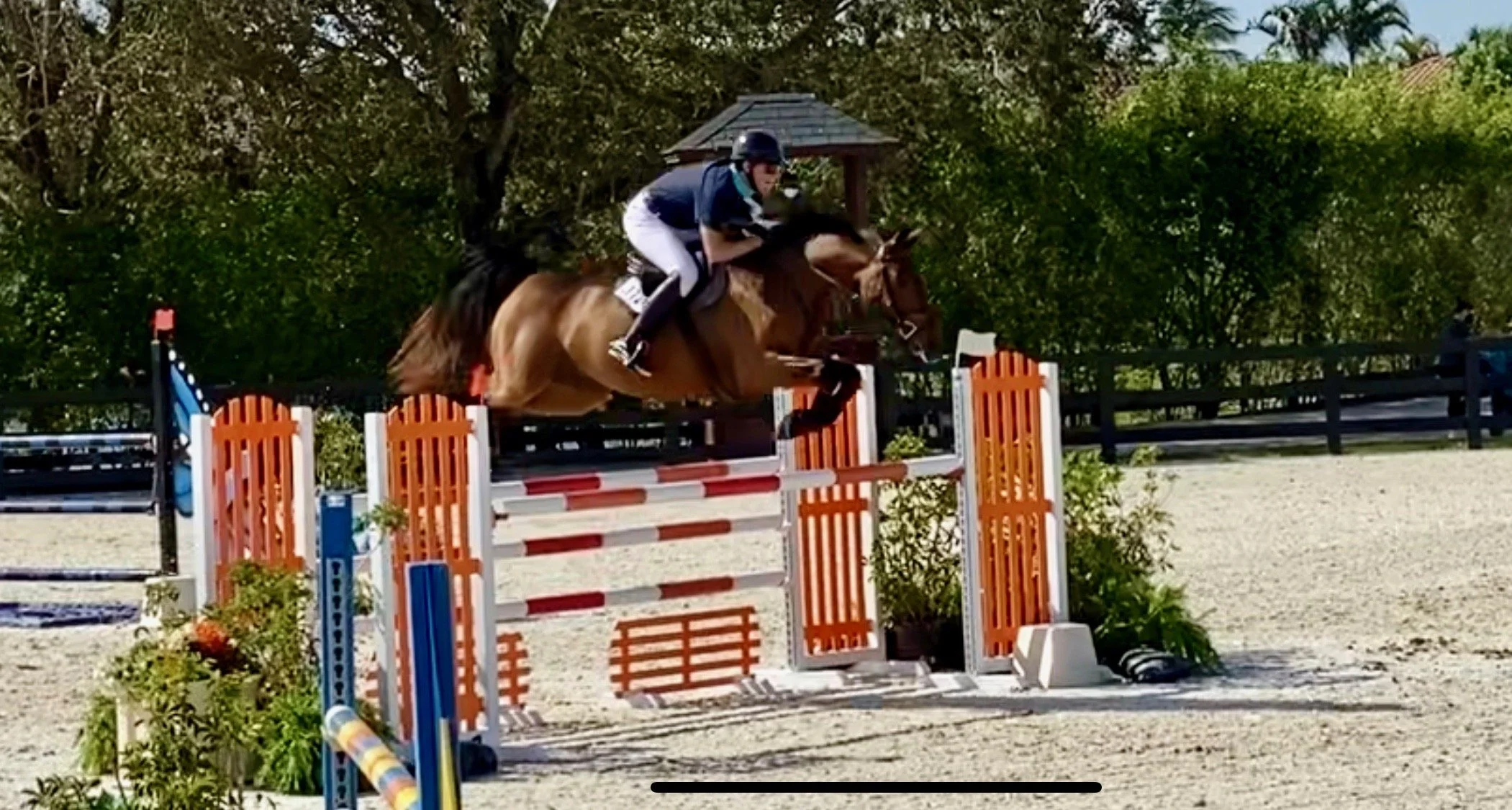 hunter jumper show barn