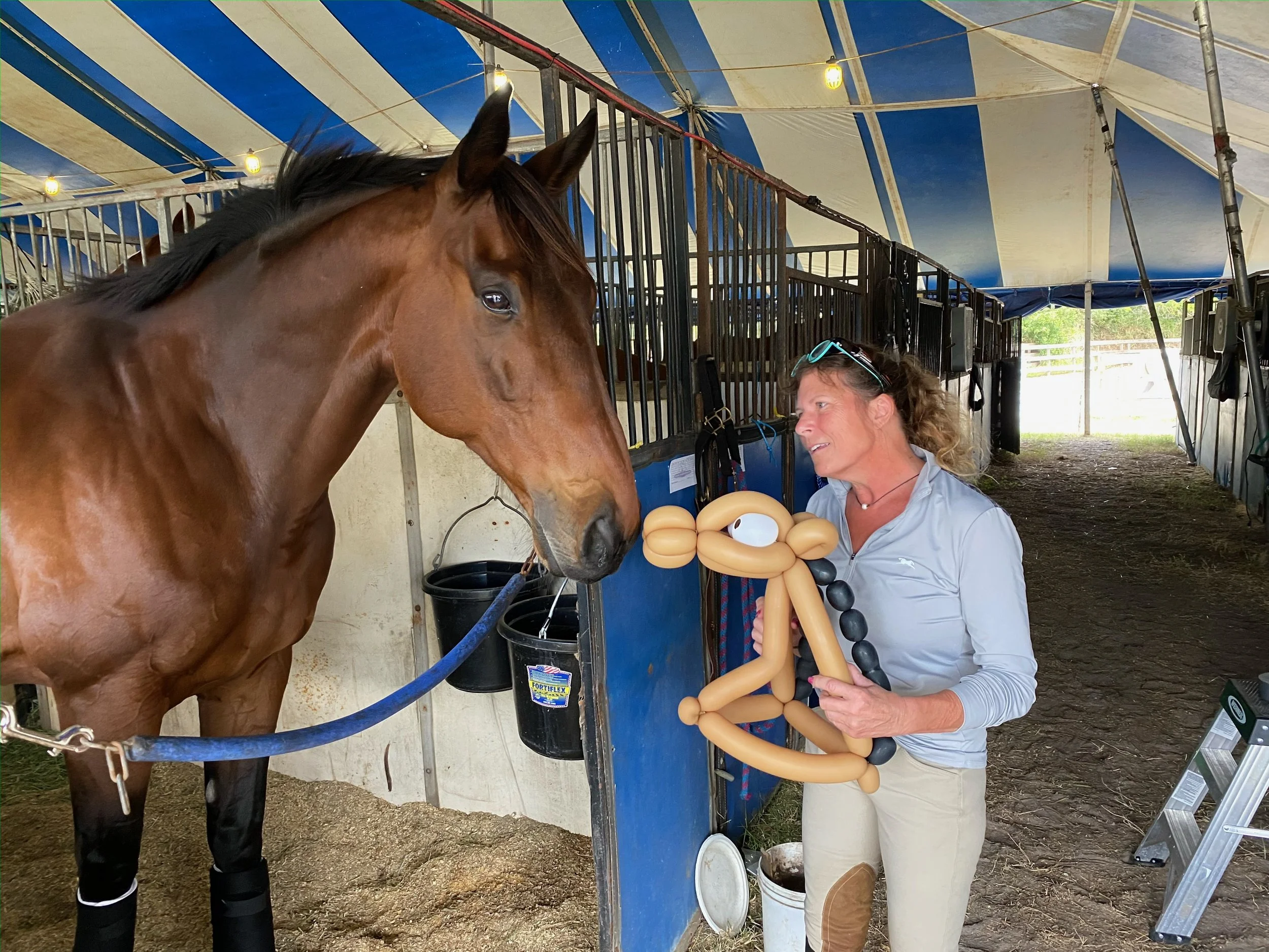 hunter jumper show barn 