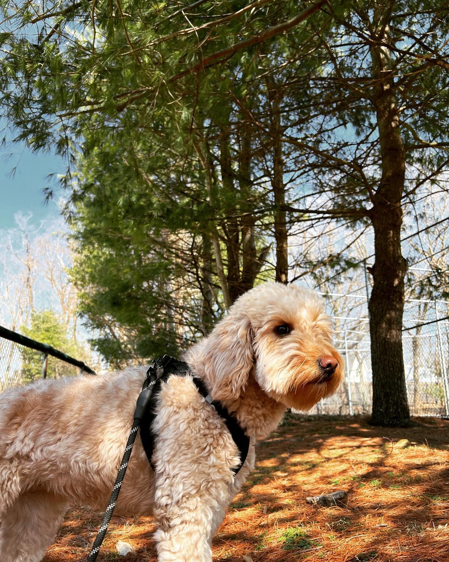 Happy National Pup day! 

#doginstagram #puppy #dogoftheday #instadogs #doggie #dogstagram #dogs #doglover #instadog #doglove #nationalpuppyday #goldenretriever #poodle #poodlesofinstagram #labradoodle #greatdane #photooftheday #photography #dogofthe