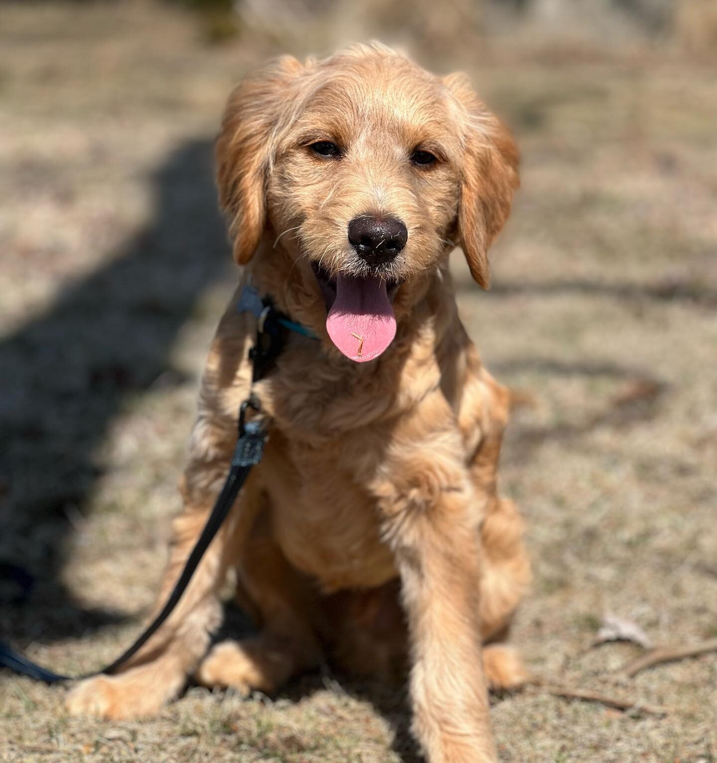 Diesel boy 🦮

#dogs #dogsofinstagram #dog #dogstagram #puppy #doglover #instadog #dogoftheday #doglovers #doglife #pets #love #puppylove #pet #puppies #cute #dogsofinsta #puppiesofinstagram #instagram #of #petsofinstagram #doggo #dogslife #animals #
