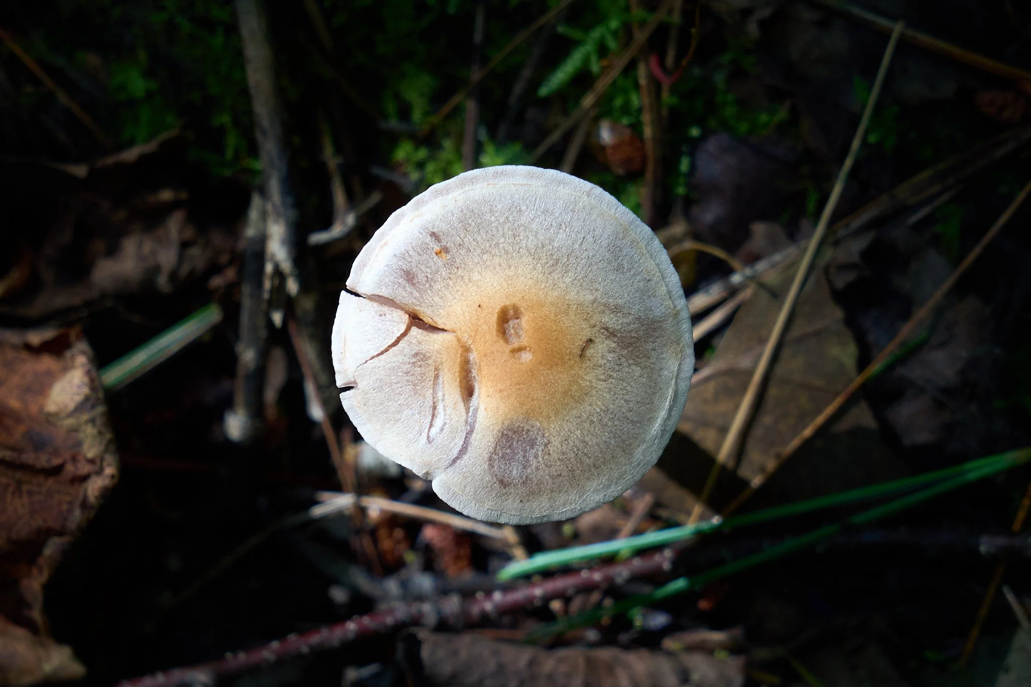 DSC01118.jpg