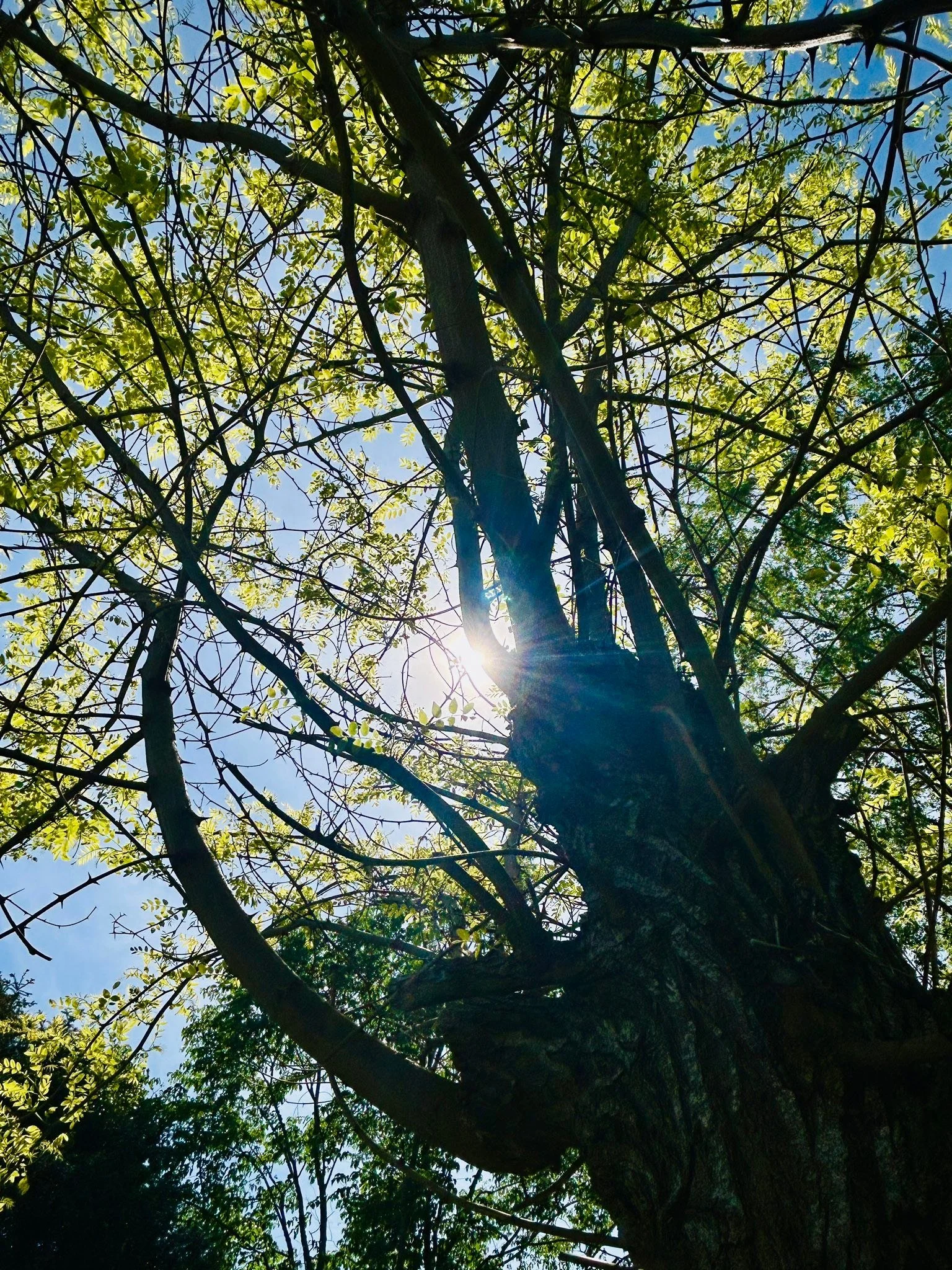 Gl&aelig;delig pinsesol ☀️ I morgen st&aring;r jeg for musikken til Pinsejazzgudstjeneste i Kirkeskibet 2450 kl. 11 i samspil med Linda Bergstr&ouml;m (sang) og Jesper Thorn (kontrabas)🪴Christian Rydahl er pr&aelig;st, og jeg selv syngende p&aring; 