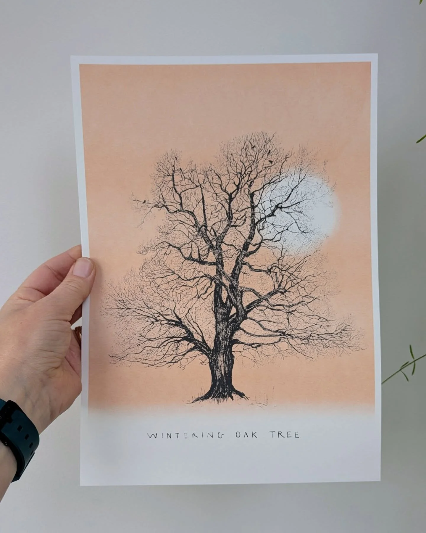 I've made some new riso prints of my wintering trees, first up is the Oak :) 
These make up a series of A4 prints to go with my former Wintering Cherry, Sycamore and Horse Chestnut trees. All printed sustainably on recycled paper 💚
To see this one a