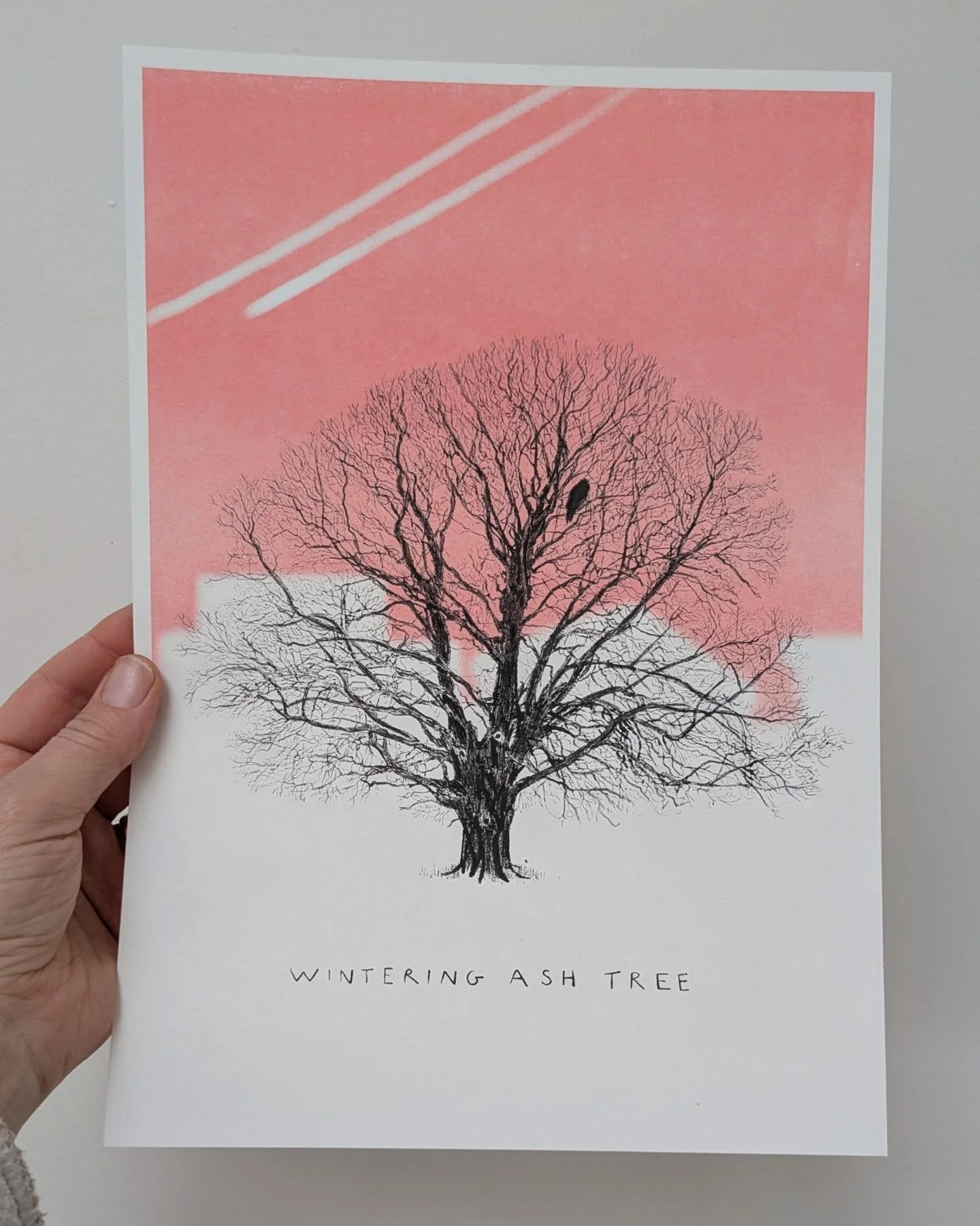 Next up in my Wintering Tree series is the Ash, set against a pink sunset sky. Riso printed on sustainable paper and available to buy from my Etsy shop. Take a look if you like the look! 🩷🪾

#wintertrees #treedrawing #ashtree #natureartist #afforda