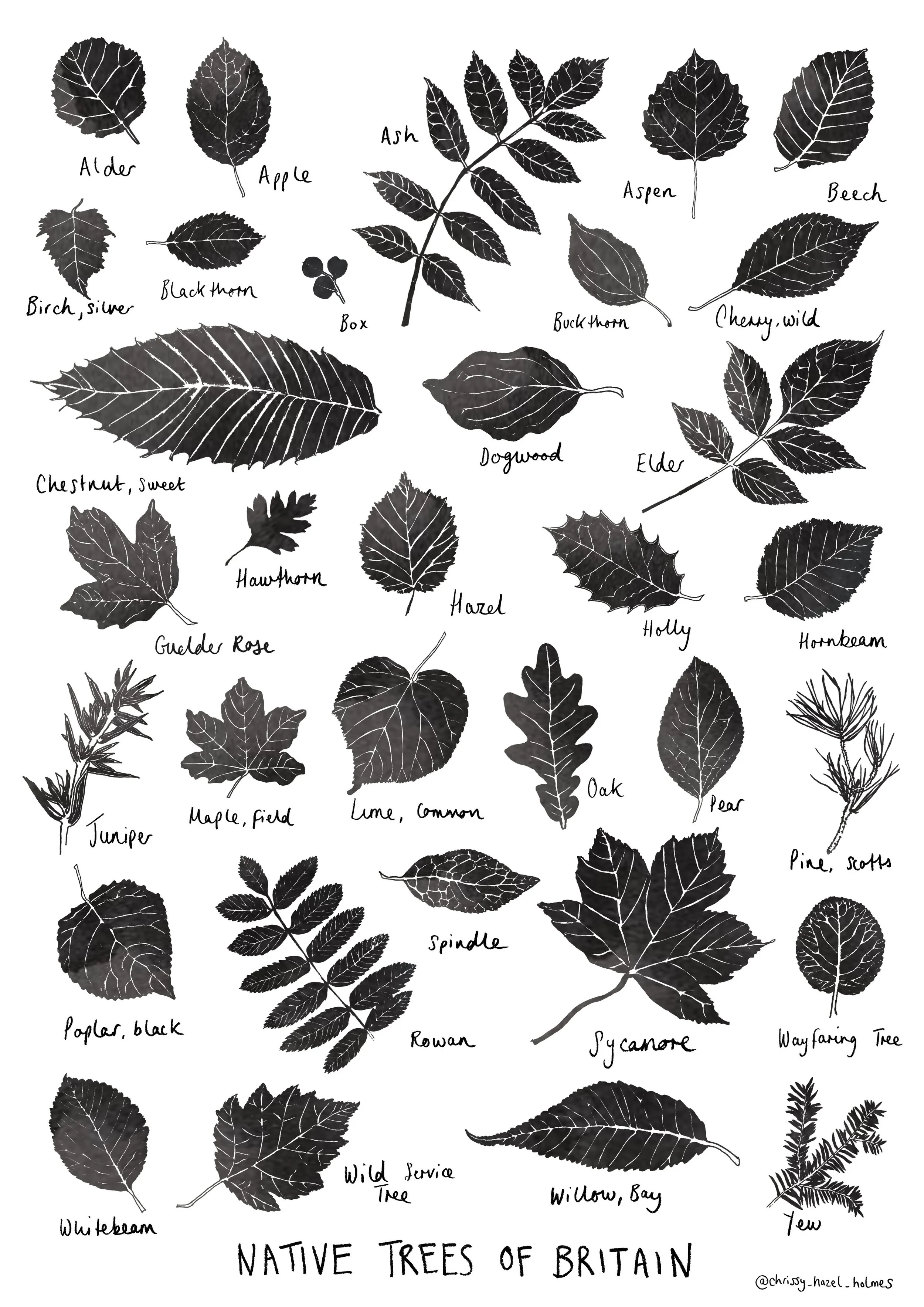 Native Trees of Britain - Leaf Print