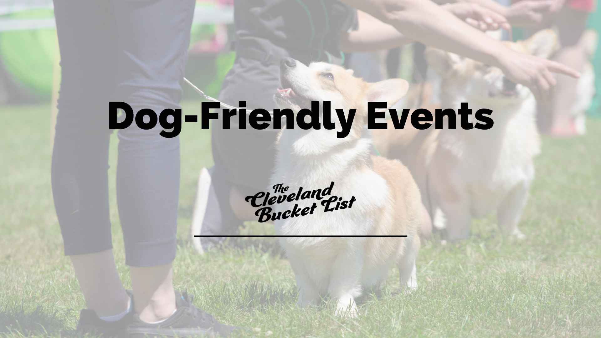 Dog-Friendly Events