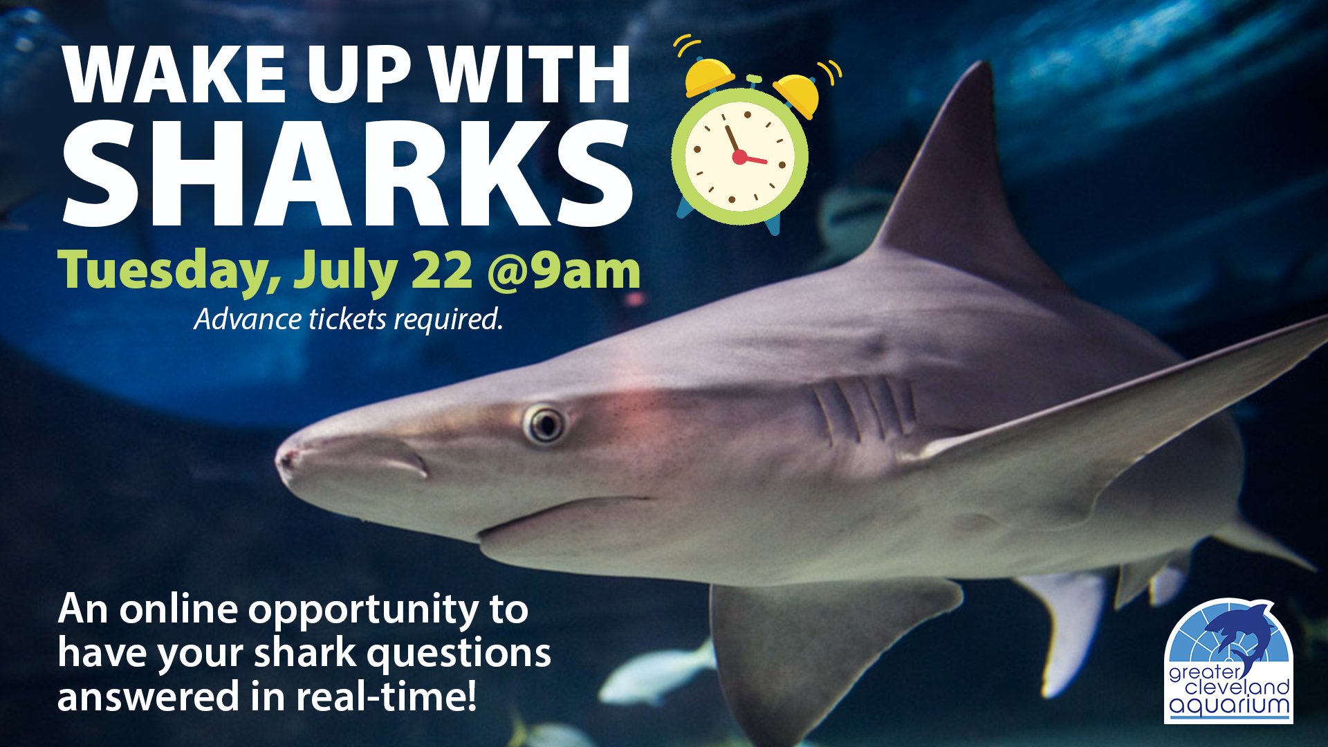 Wake Up With Sharks! @CLEAquarium
