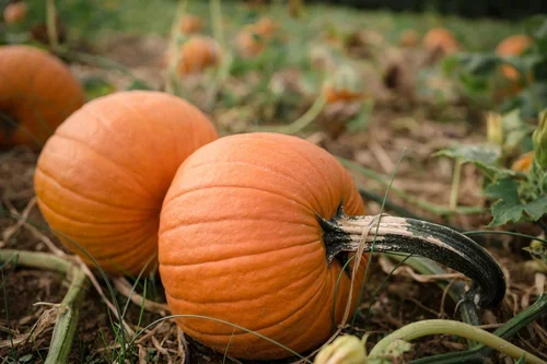 Geig's Orchard: U-pick Pumpkins & Hayrides