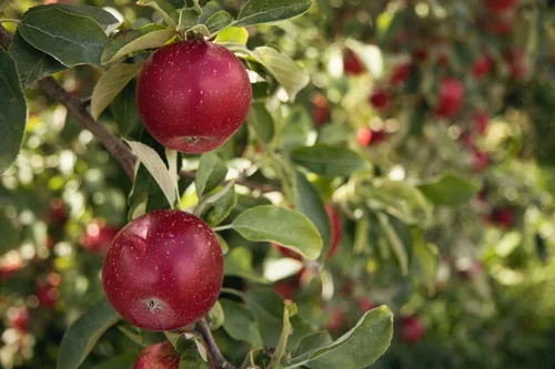 Geig's Orchard: U-pick Apples