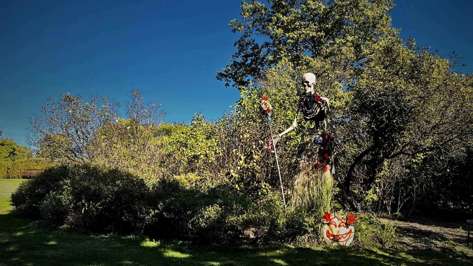 Skeleton Grove