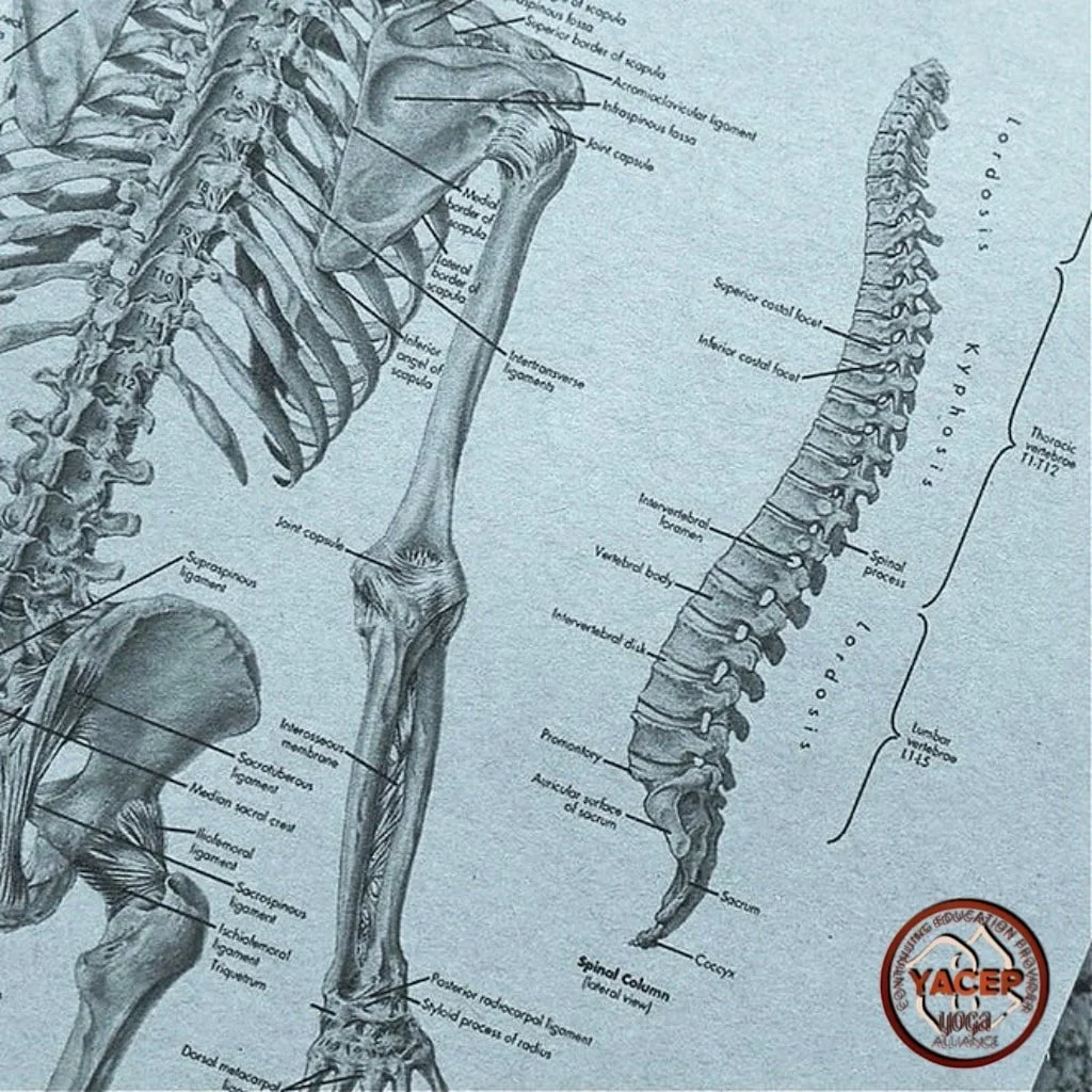 Module de Formation Anatomie En Ligne.JPG