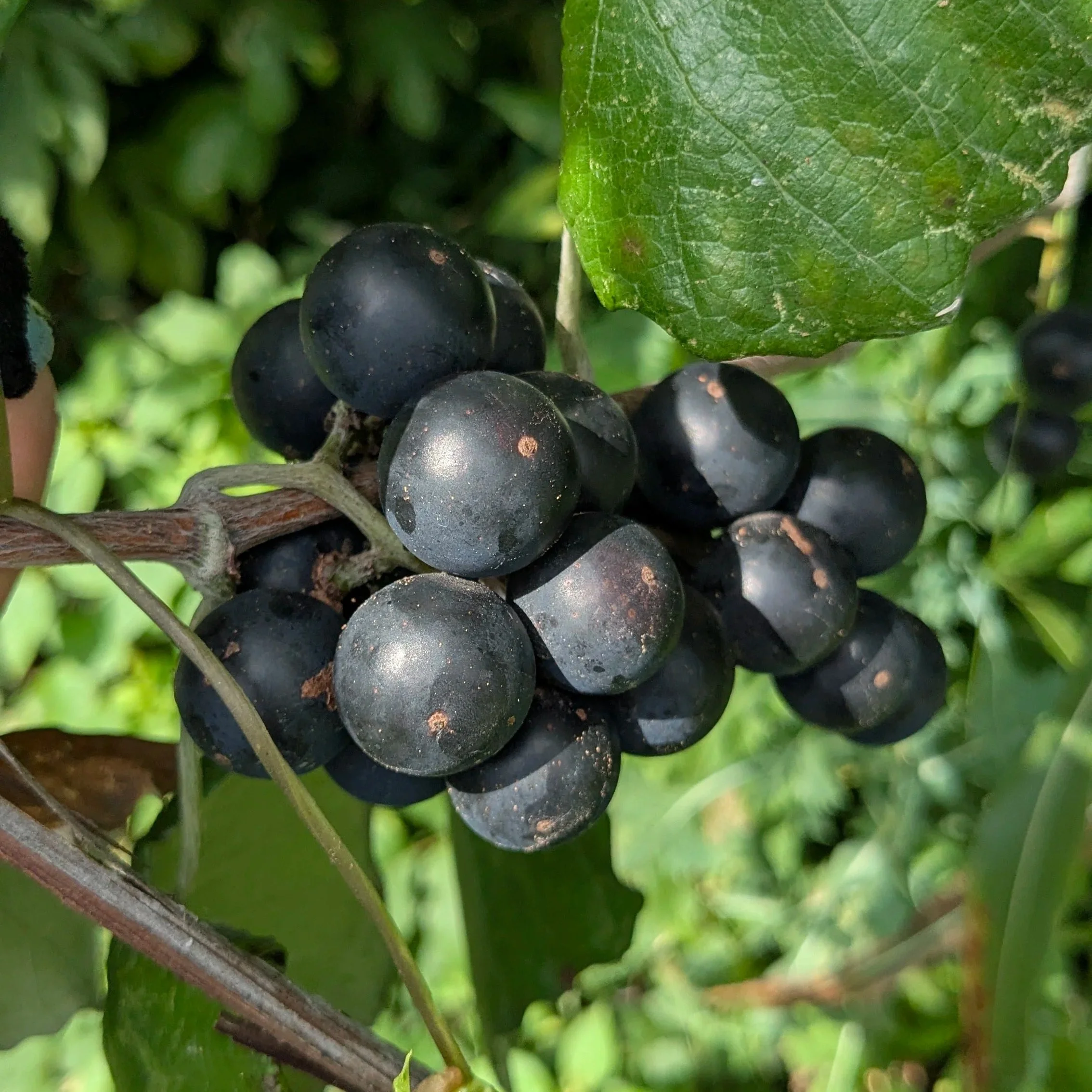 Austin’s Best Kept Juicy Secret: Foraging the Neighborhood for Our New Mustang Grape Specials