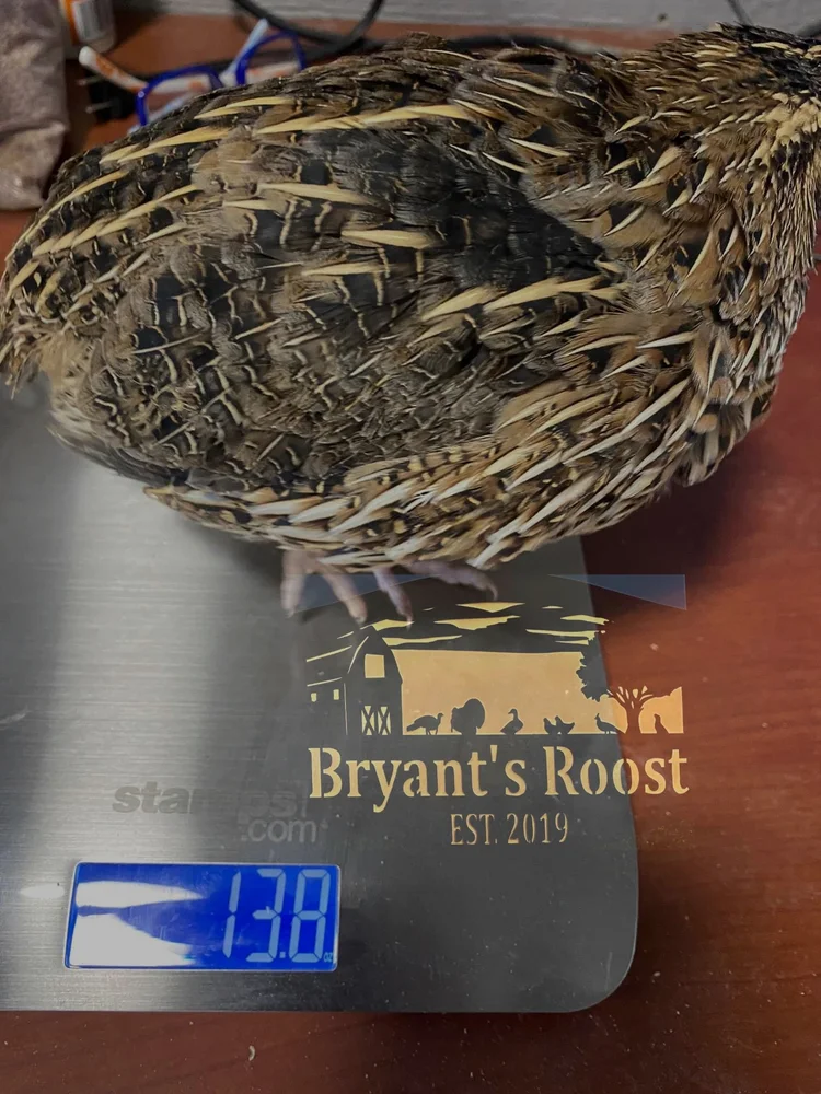 Live Coturnix Quail Hens shipped to you! — Bryant's Roost