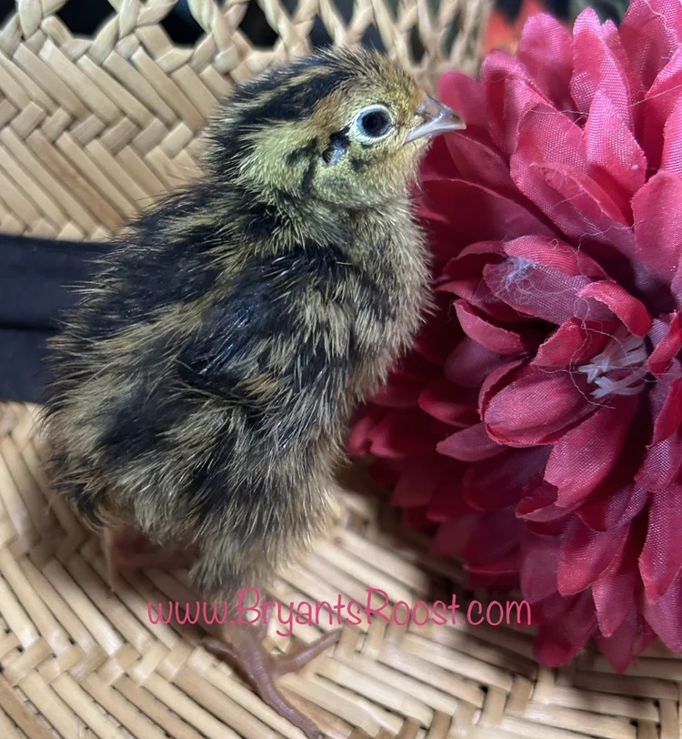 Live Coturnix Quail Hens shipped to you! — Bryant's Roost