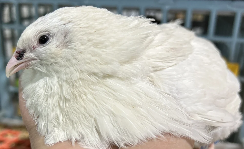 Live Coturnix Quail Hens shipped to you! — Bryant's Roost