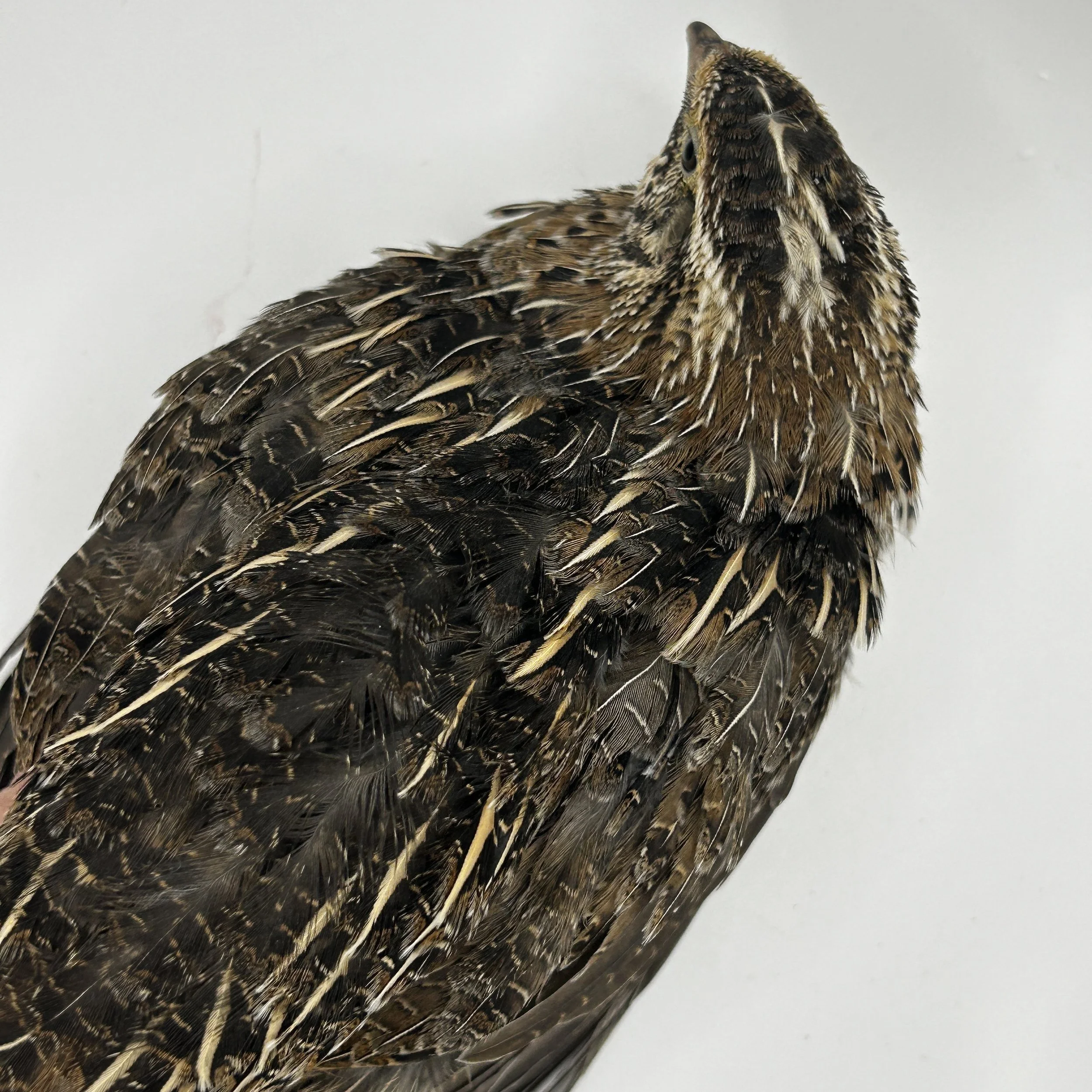Live quail for sale near me