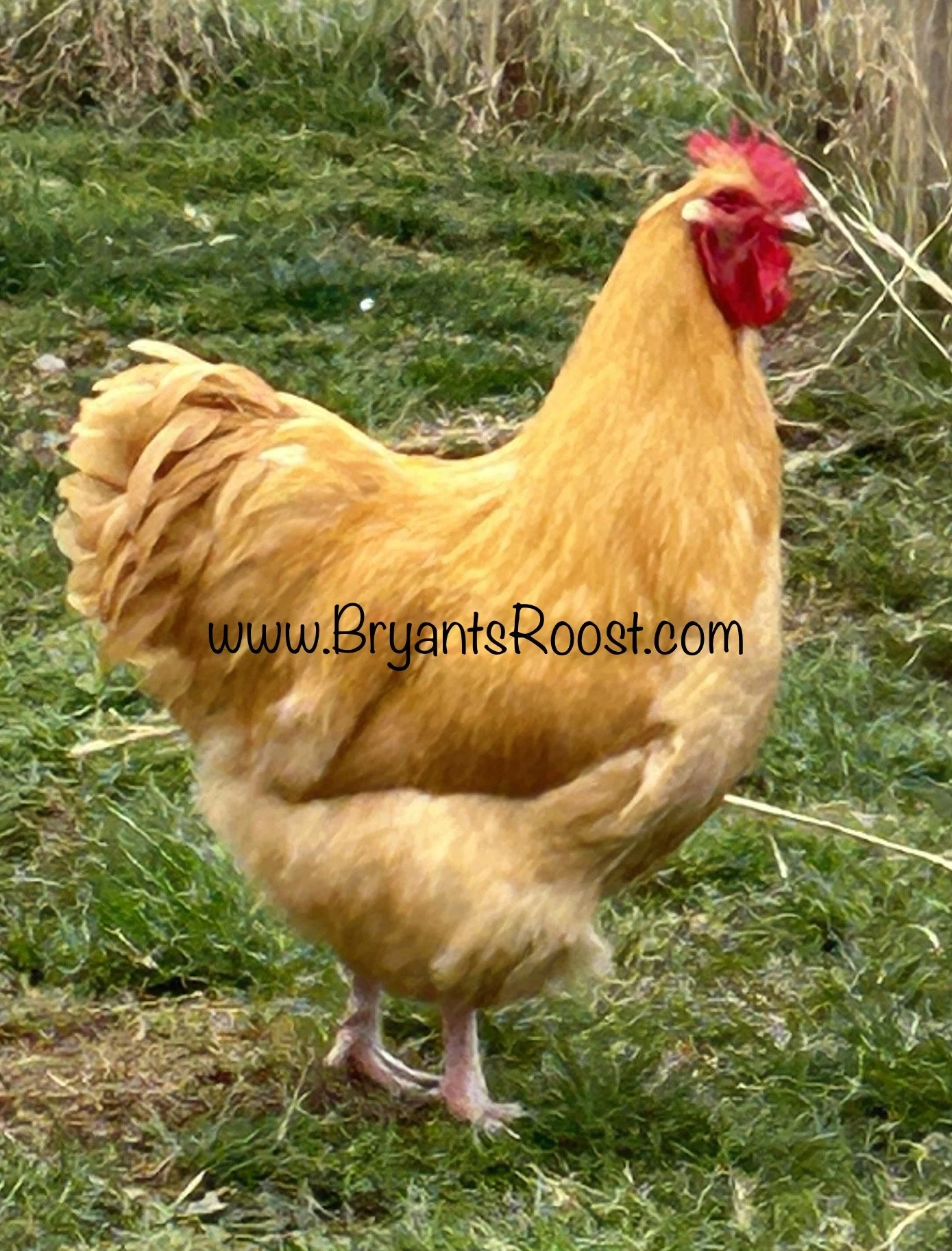 Stop hatching eggs and start off with a confirmed blue celadon breeder