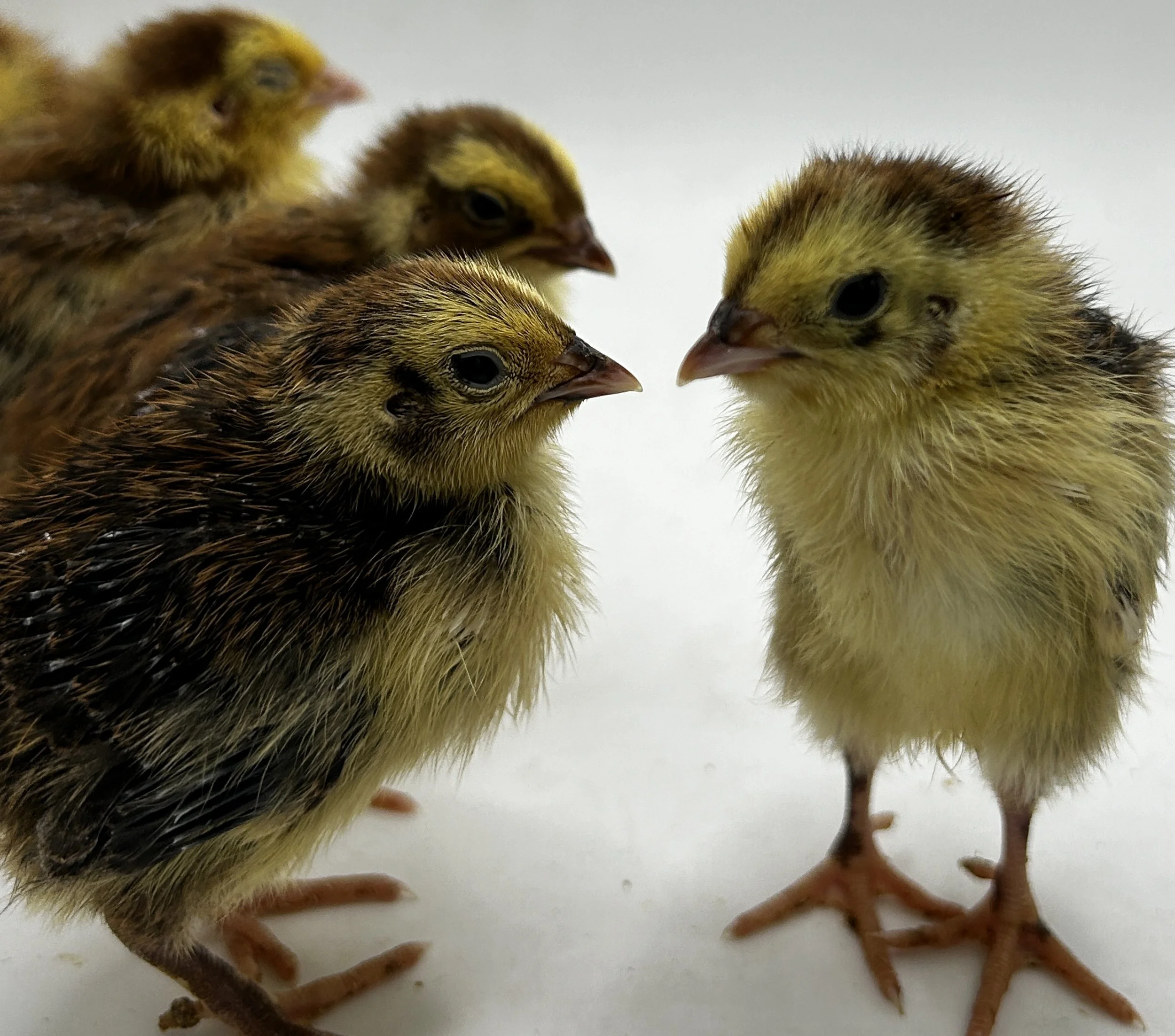 Standard Bred Buff Orpingtons — Bryant's Roost