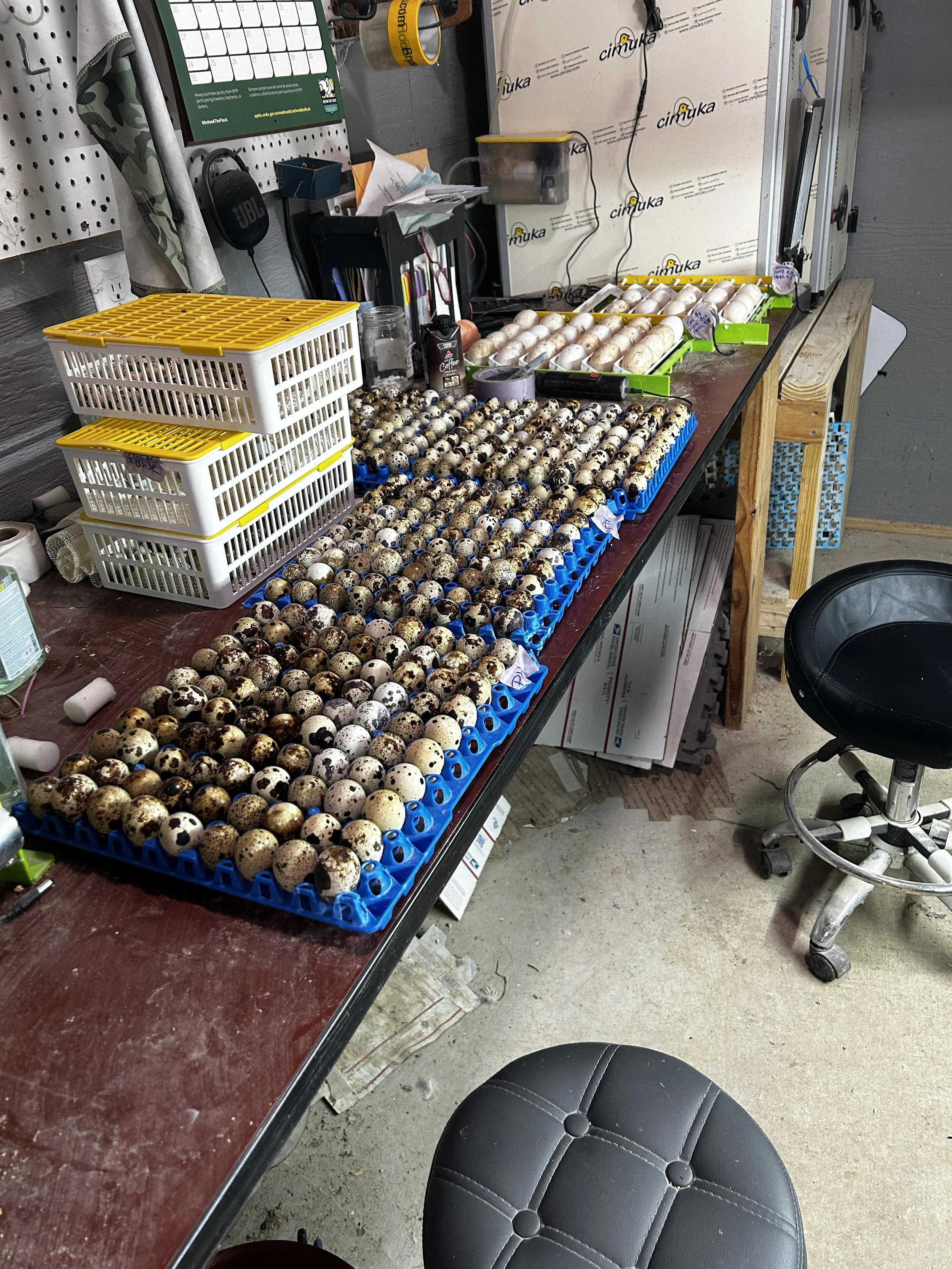 Learn how to get better hatch rates with your incubator.  Understand what's going on in that egg to work with nature.