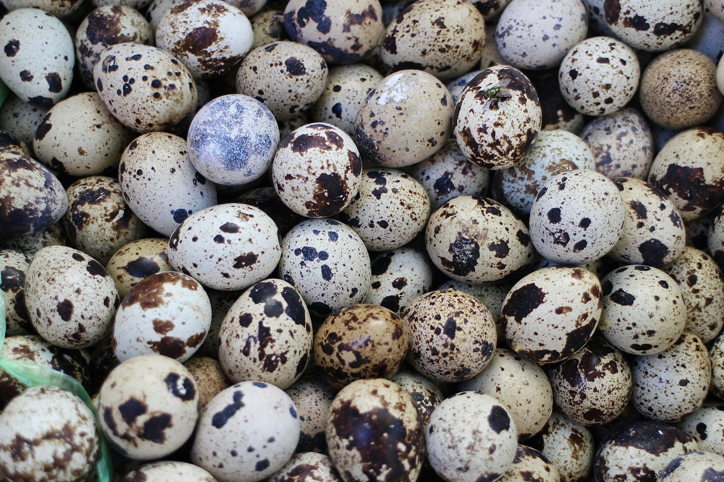 quail eggs