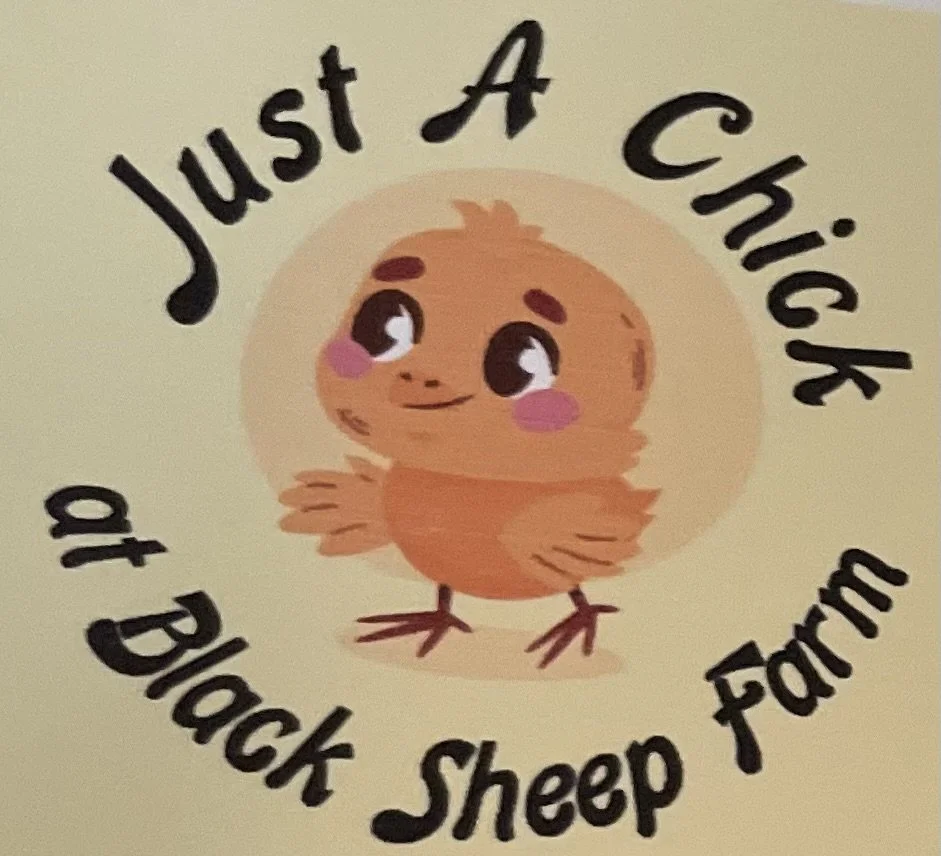 Just a Chick at Black Sheep Farm