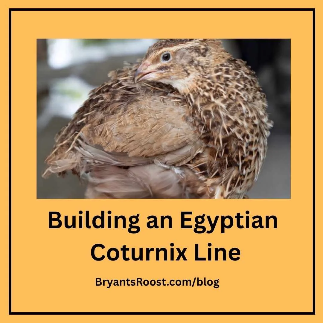 Building an Egyptian Coturnix Line: Why Selective Breeding Matters