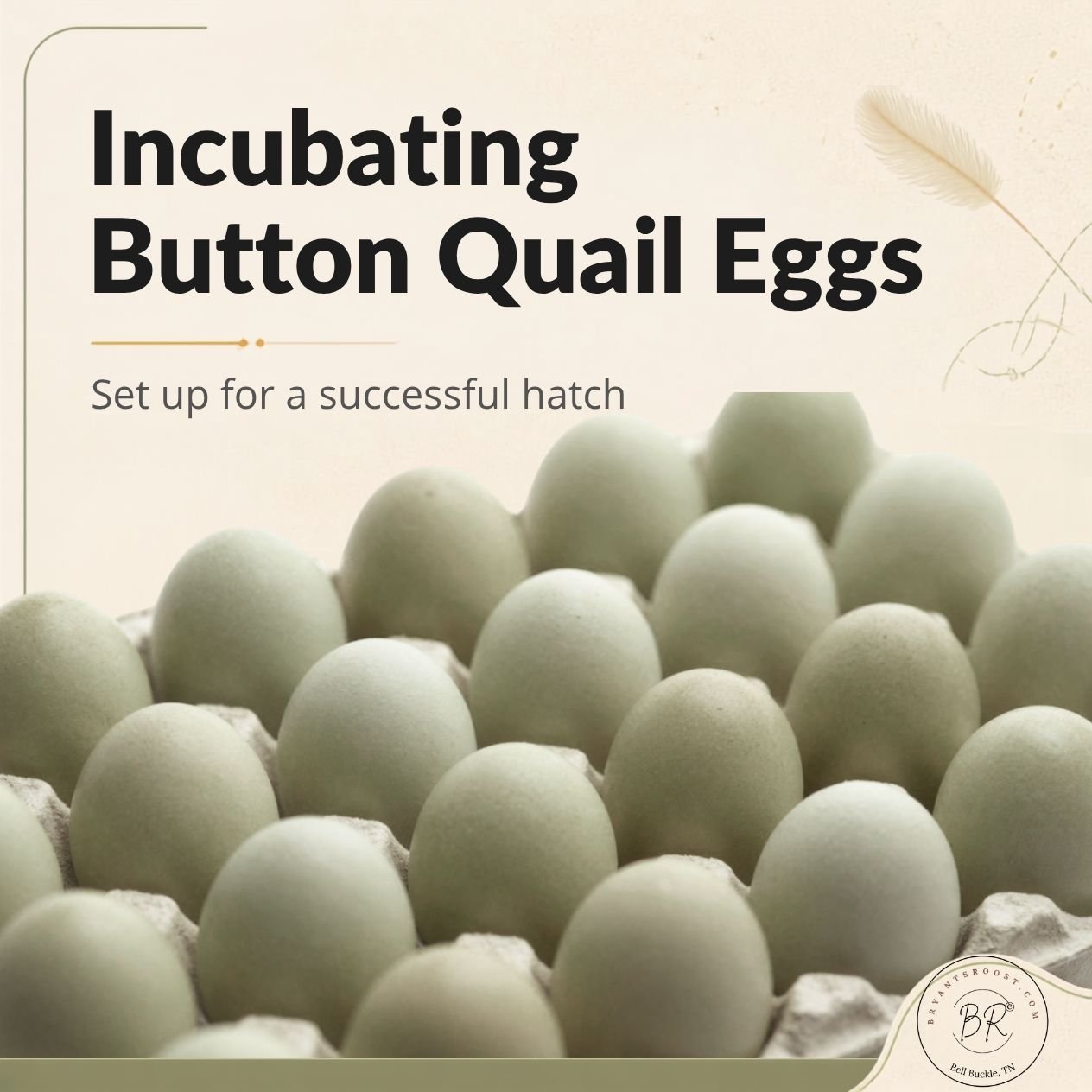 How to Incubate Button Quail Eggs