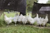 Shade cloth for the chickens