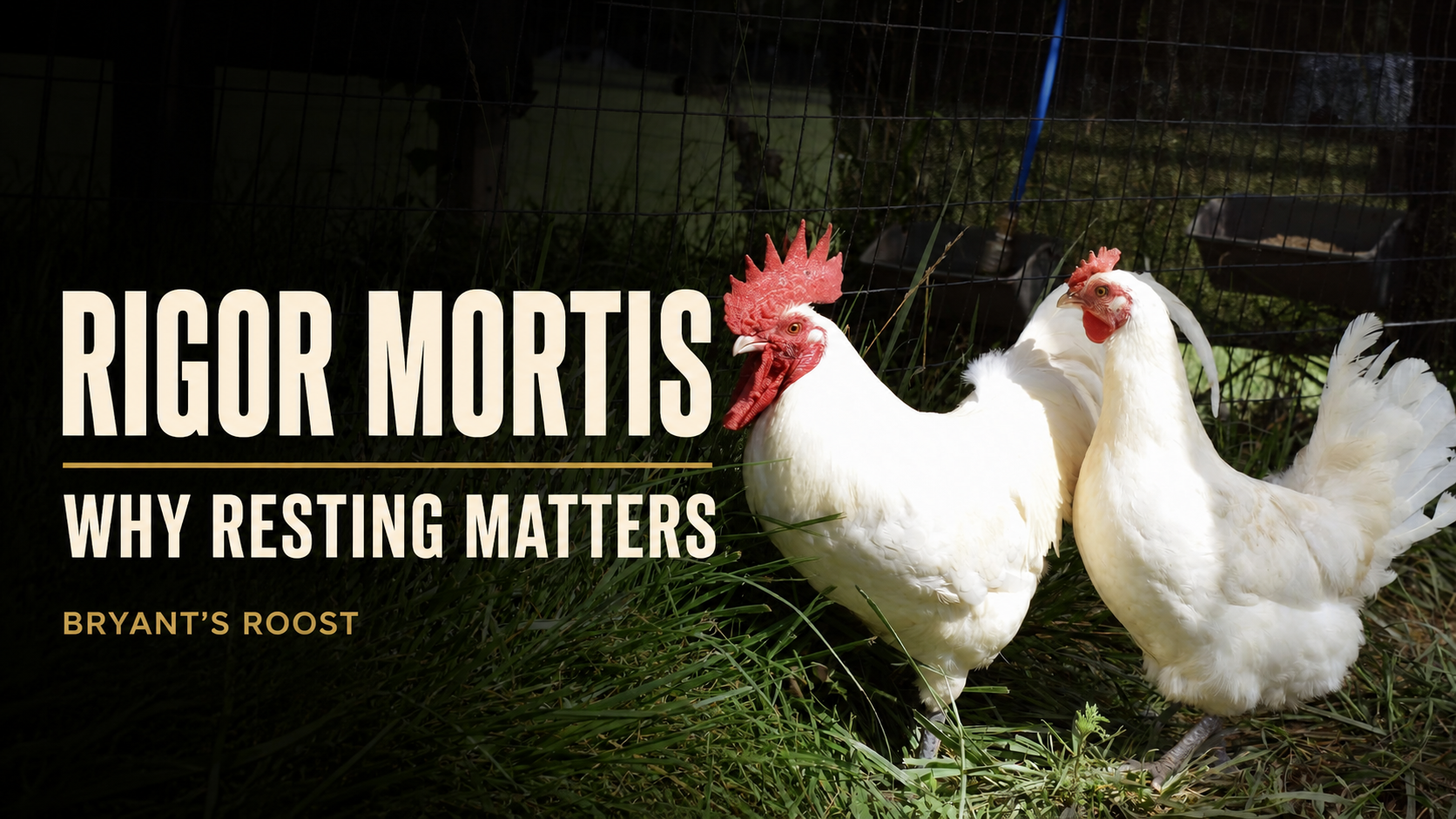 Rigor Mortis in Chicken: Why Resting After Processing Matters