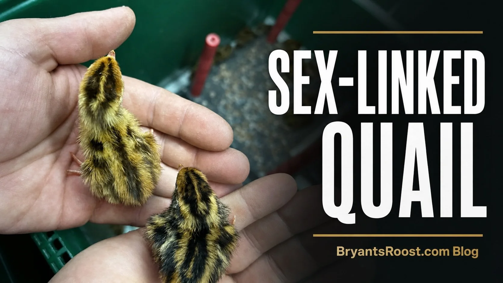Sex-Linked Quail: How Egyptian × Pharaoh Chicks Can Be Sexed at Hatch