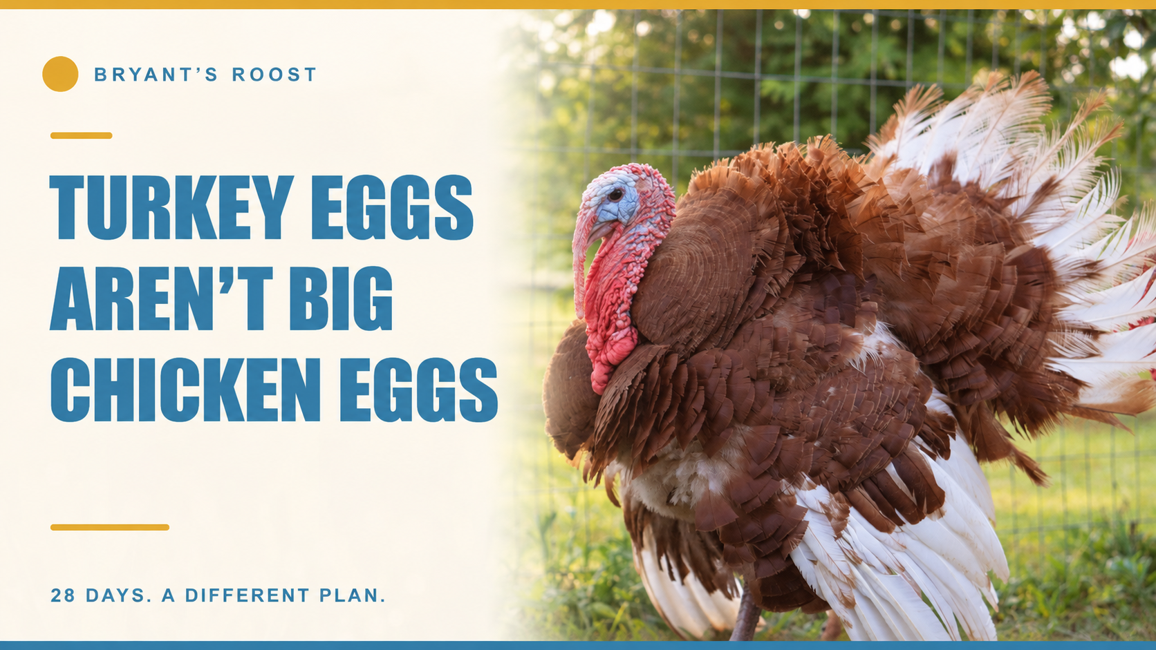 Turkey Eggs Aren't Just Big Chicken Eggs: What's Actually Different in the Incubator