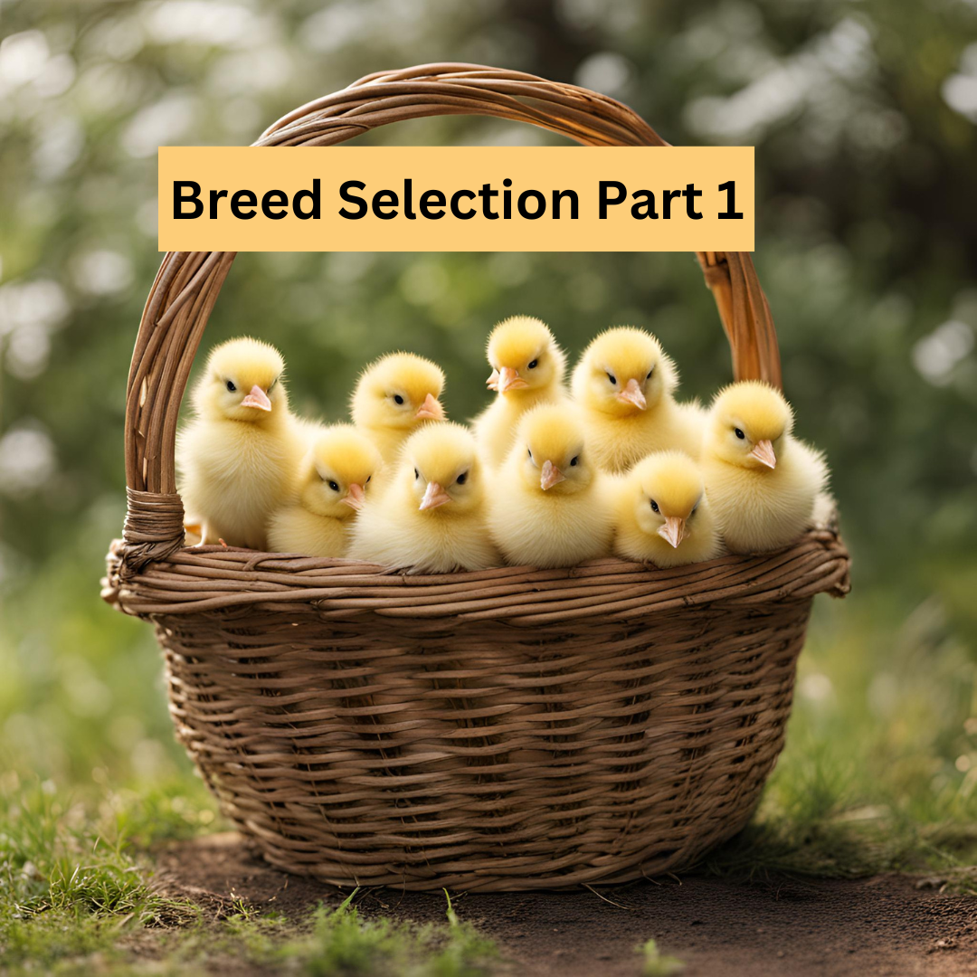 Breed Selection Part 1