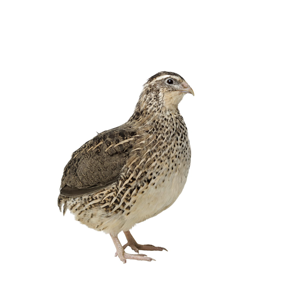 Jumbo Pharaoh Coturnix Quail Hatching Eggs