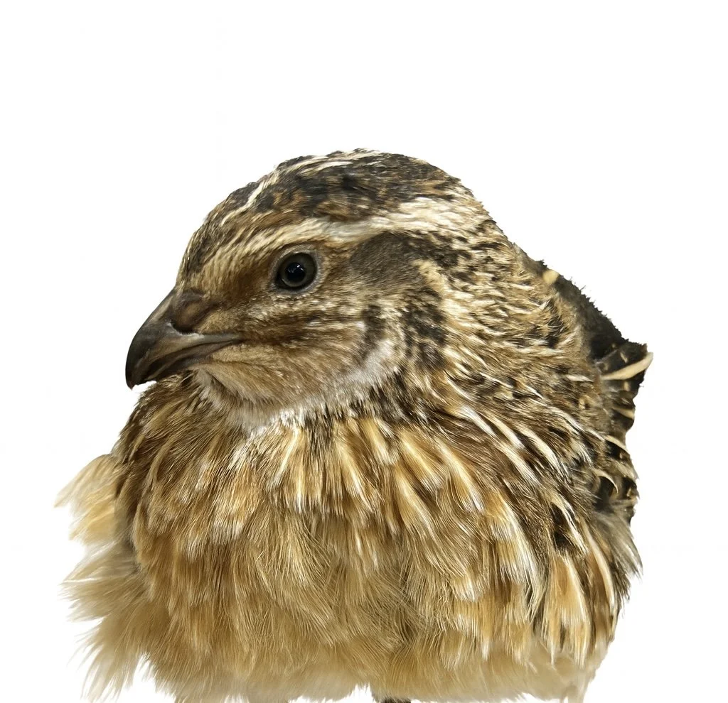 coturnix pharaoh male