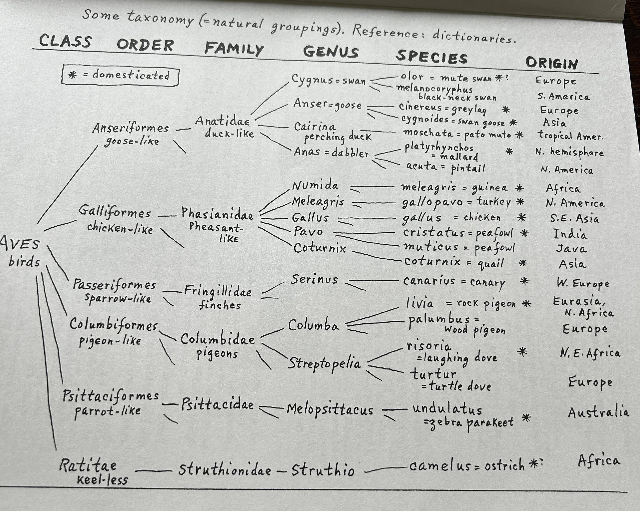 A handwritten chart titled 'Some taxonomy (=natural groupings). Reference: dictionaries.' It organizes birds into classes, orders, families, genera, species, and origins. It includes classifications like Anseriformes (goose-like) with species such as swan, goose, and duck, as well as Galliformes (chicken-like) with species like pheasant and quail. The chart also notes domesticated species with asterisks and indicates geographic origins like Europe, Asia, North America, Africa, and Australia.