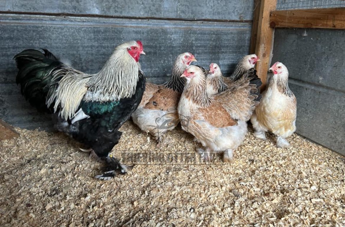 Joining us today is Rebecca Lynch of Thieving Otter Farm to discuss her developing breed the Tennessee Whitney!