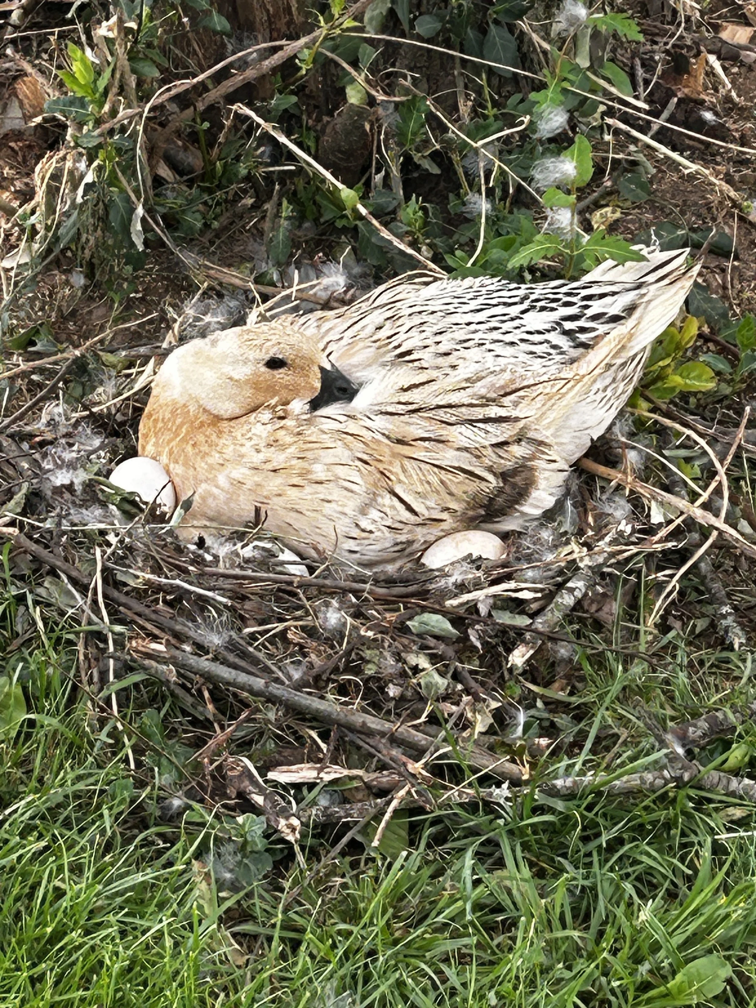 broody duck on eggs