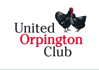 Orpingtons with Sarah Batz