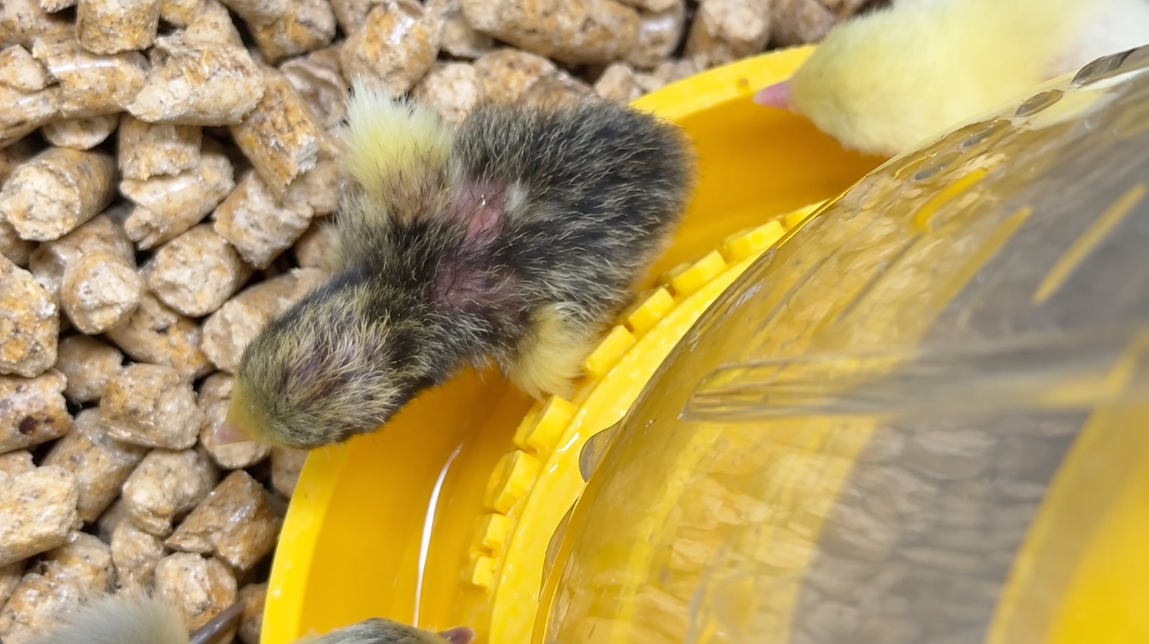 01-chick-at-waterer-ai-enhanced.png