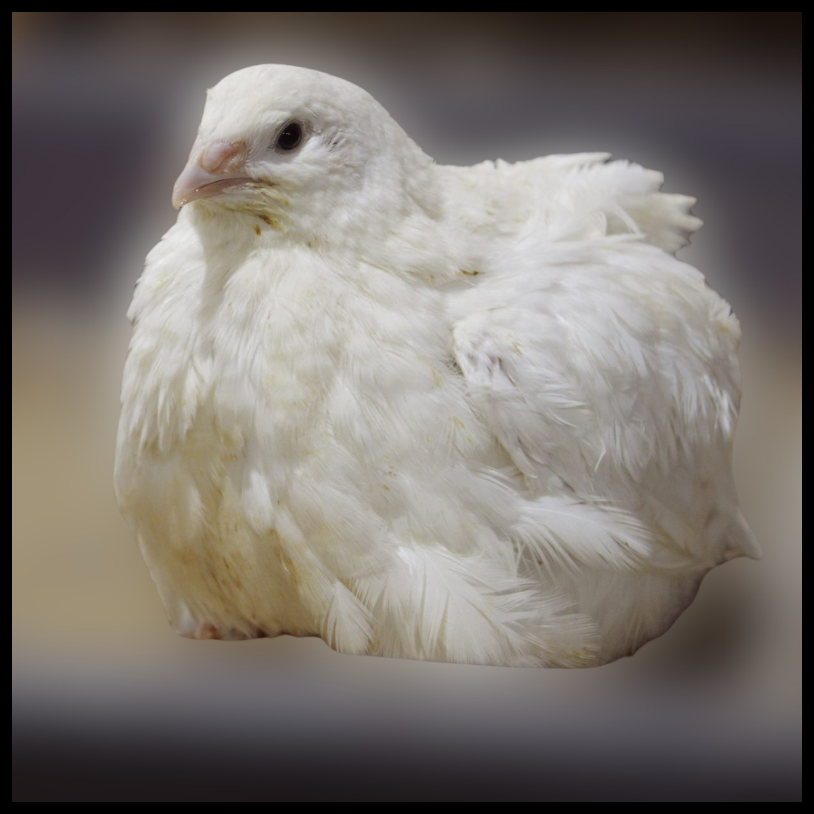 Jumbo White Coturnix Quail Hatching Eggs