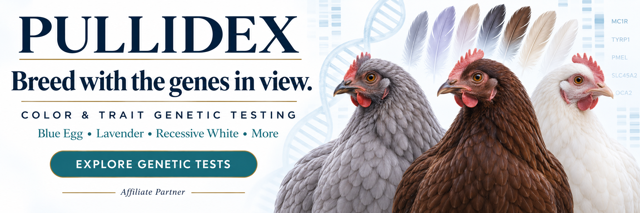 Pullidex poultry genetic testing for color and inherited traits