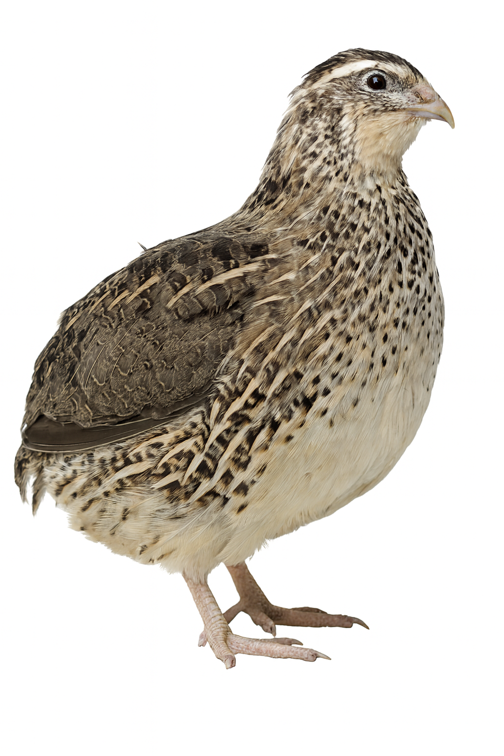 coturnix pharaoh hen
