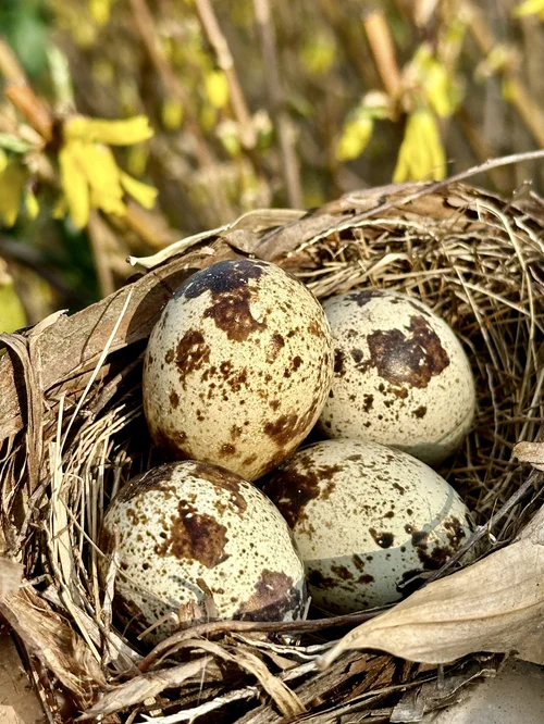 Coturnix quail hatching egg starter box