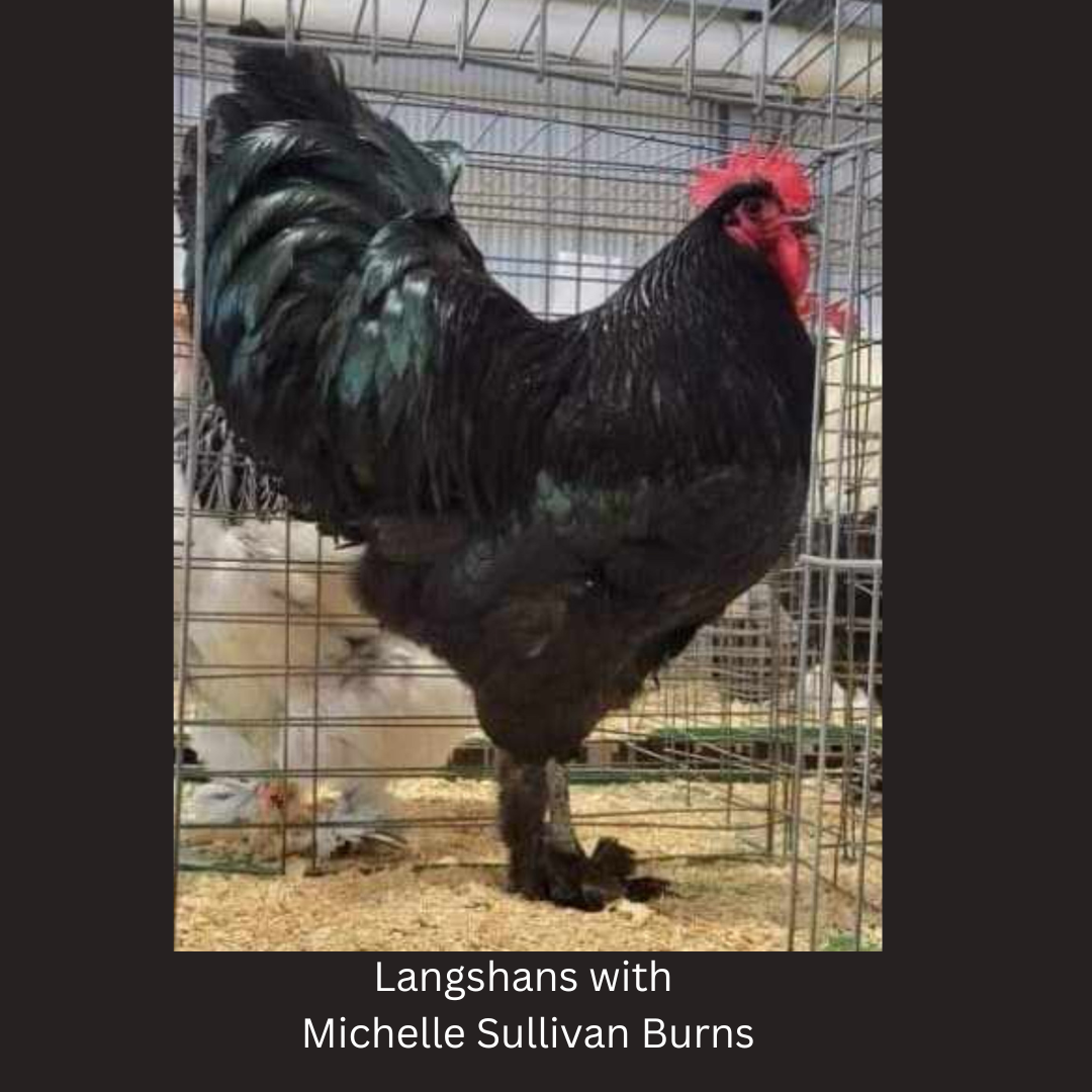 Join us for a chat about Langshan Chickens!  