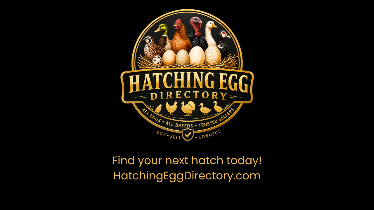 hatching Egg directory banner