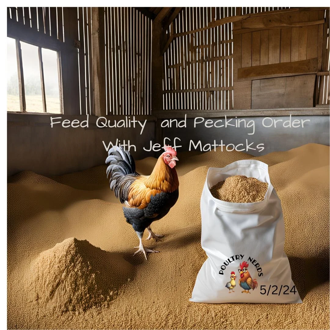 Feed Quality and Pecking Order with Jeff Mattocks 