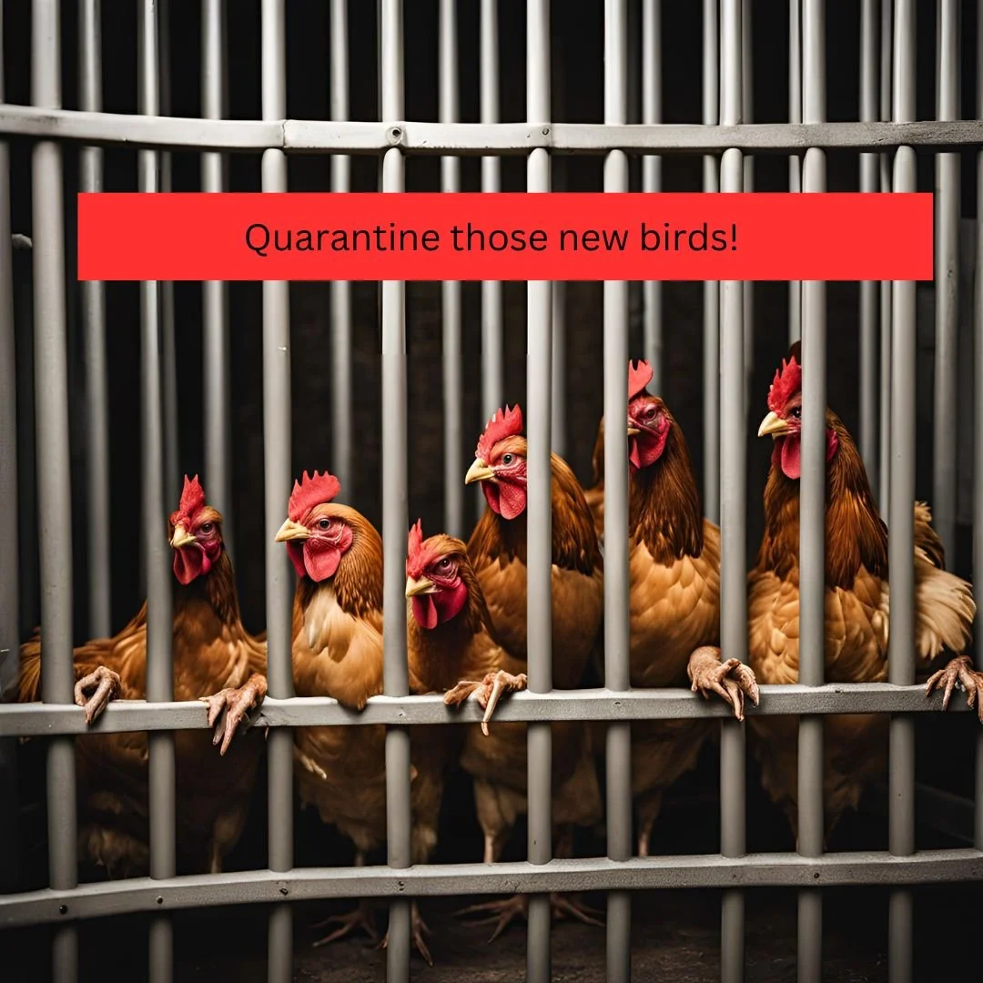 Quarantining new birds is one of the most important rules for a farm.  Learn why and how in this quick episode!  This is necessary information to introduce new birds to your flock.