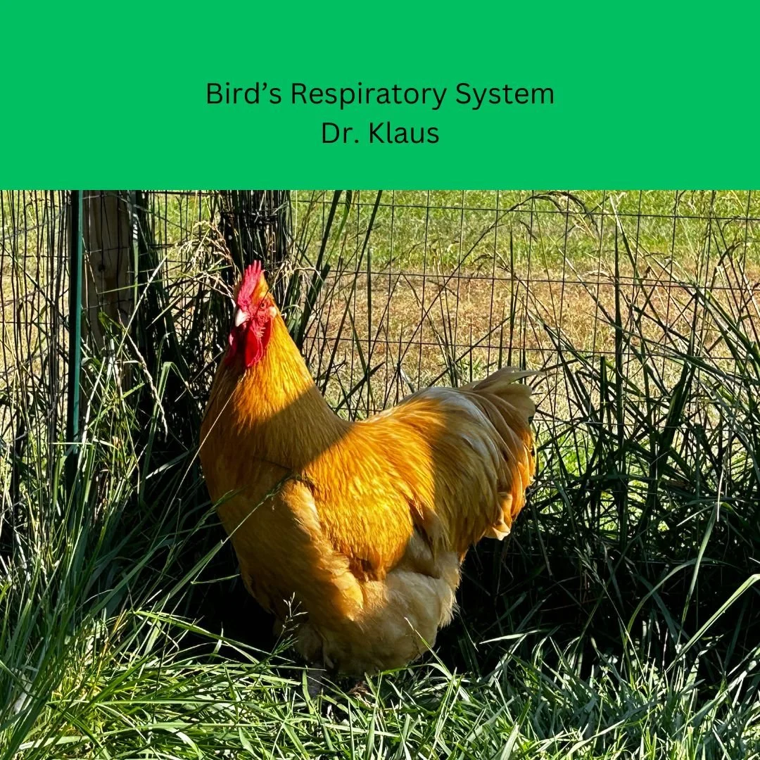 Learn how a bird's respiratory system operates with Dr. Klaus, DVM